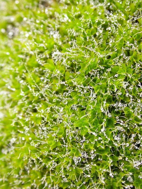 Unknown moss3.jpg - Unidentified moss - Somerset
